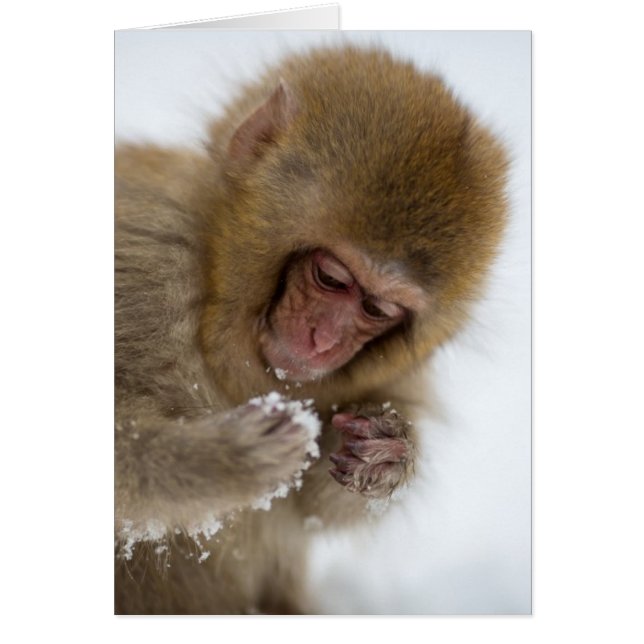 Baby Japanisch Macaque | Schneelaffe (Vorne)