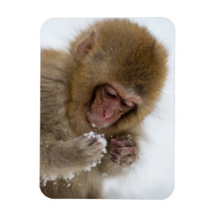 Baby Japanisch Macaque Schneelaffe Magnet