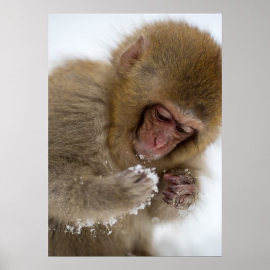 Baby Japanisch Macaque | Schneelaffe Poster (Vorne)
