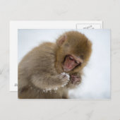 Baby Japanisch Macaque | Schneelaffe Postkarte (Vorne/Hinten)