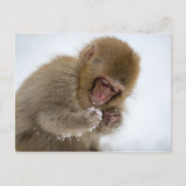 Baby Japanisch Macaque | Schneelaffe Postkarte (Vorderseite)