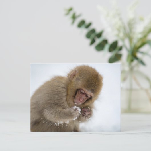 Baby Japanisch Macaque | Schneelaffe Postkarte (Stehend Vorderseite)