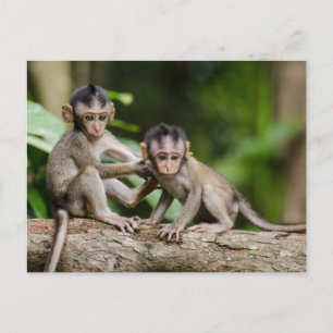 Baby-Javaneraffen spielen auf einem Ast Postkarte
