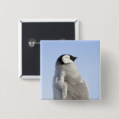 Baby Kaiser Pinguin, Insel Snow Hill Button (Vorne & Hinten)