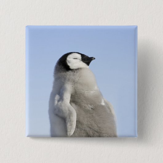 Baby Kaiser Pinguin, Insel Snow Hill Button (Vorderseite)