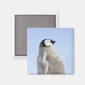 Baby Kaiser Pinguin, Insel Snow Hill Magnet (Vorderseite/Rückseite)