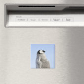 Baby Kaiser Pinguin, Insel Snow Hill Magnet (In Situ (Geschirrspüler))