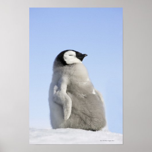 Baby Kaiser Pinguin, Insel Snow Hill Poster (Vorne)
