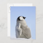 Baby Kaiser Pinguin, Insel Snow Hill Postkarte (Vorne/Hinten)