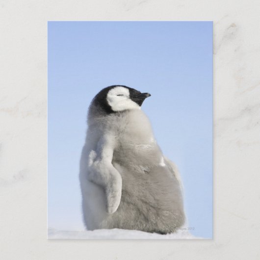 Baby Kaiser Pinguin, Insel Snow Hill Postkarte (Vorderseite)