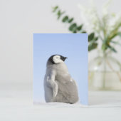 Baby Kaiser Pinguin, Insel Snow Hill Postkarte (Stehend Vorderseite)