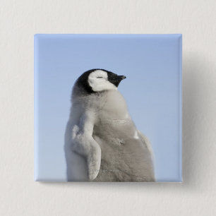 Baby-Kaiser-Pinguin, Schnee-Hügel-Insel Button