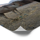 Baby-Kamel in der Wüste Poster (Ecke)