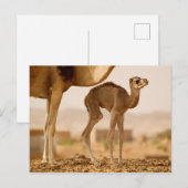Baby Kamel Postkarte (Vorne/Hinten)