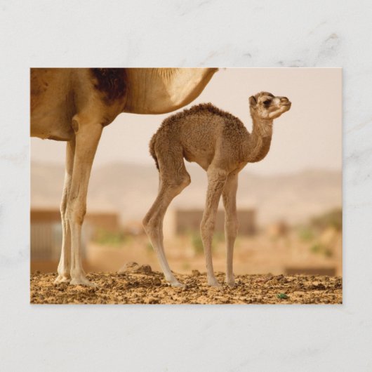 Baby Kamel Postkarte (Vorderseite)