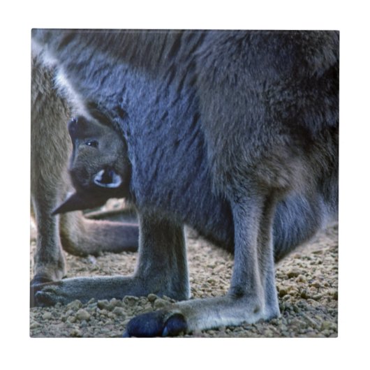 Baby Kangaroo in der Tüte der Mutter - Australien Fliese (Vorderseite)