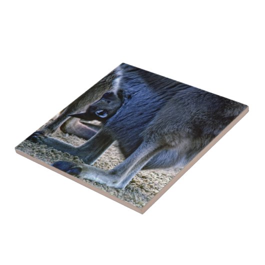 Baby Kangaroo in der Tüte der Mutter - Australien Fliese (Seite)