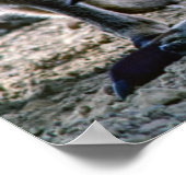 Baby Kangaroo in der Tüte der Mutter - Australien Poster (Ecke)