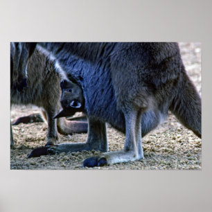 Baby Kangaroo in der Tüte der Mutter - Australien Poster