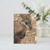 Baby Kangaroo Postcard Postkarte (Stehend Vorderseite)