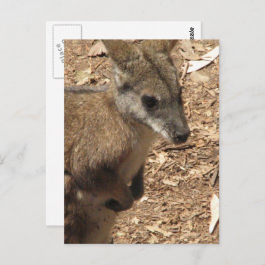 Baby Kangaroo Postcard Postkarte (Vorne/Hinten)
