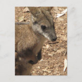 Baby Kangaroo Postcard Postkarte (Vorderseite)