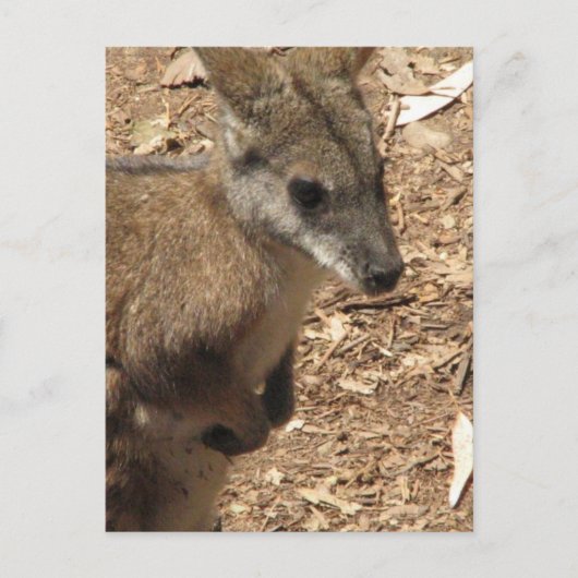 Baby Kangaroo Postcard Postkarte (Vorderseite)