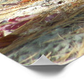 Baby Känguru Poster (Ecke)