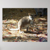 Baby Känguru Poster (Vorne)