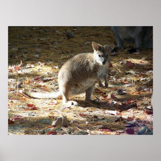 Baby Känguru Poster (Vorne)