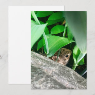 Baby-Kaninchen Feiertagskarte