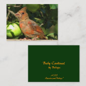 Baby-Kardinal ATC Visitenkarte (Vorne/Hinten)