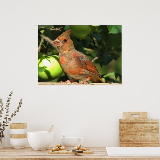 Baby Kardinal Poster (Küche)