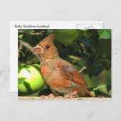 Baby Kardinal Postkarte (Vorne/Hinten)