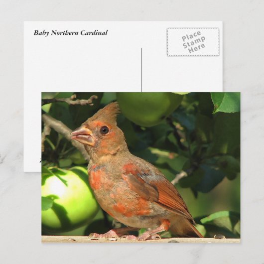 Baby Kardinal Postkarte (Vorne/Hinten)