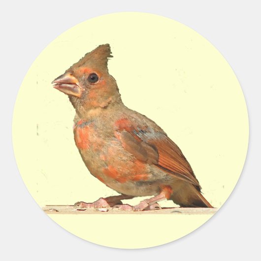 Baby Kardinal Runder Aufkleber (Vorderseite)