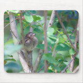 Baby Kardinal Schlafen Mousepad (Vorne)