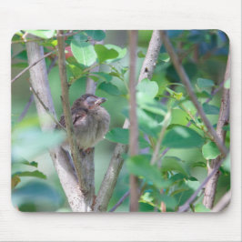 Baby Kardinal Schlafen Mousepad