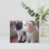 baby kitties Postcard Postkarte (Stehend Vorderseite)