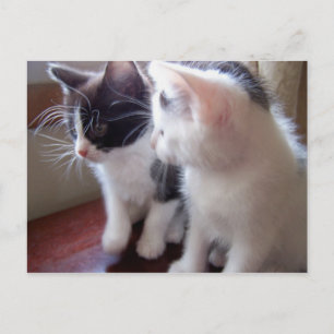 baby kitties Postcard Postkarte
