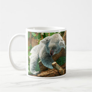Baby Koala Bear Schlafen in Tasse Bäume