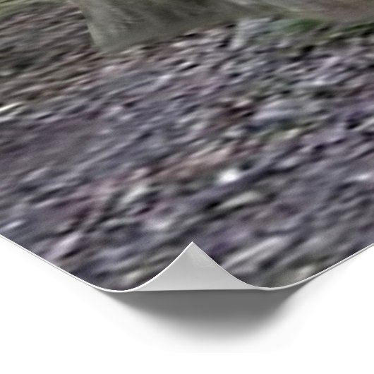 BABY KOALA HUGGIES POSTER (Ecke)