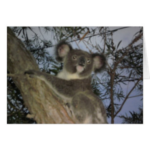 Baby-Koala-Karte