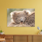 Baby Koala Leinwanddruck (Insitu (Wohnzimmer))