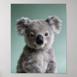 Baby-Koala-Porträt – Süße Kinderzimmer-Tier-Wandku Poster