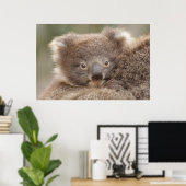 Baby Koala Poster (Heimbüro)
