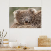 Baby Koala Poster (Küche)