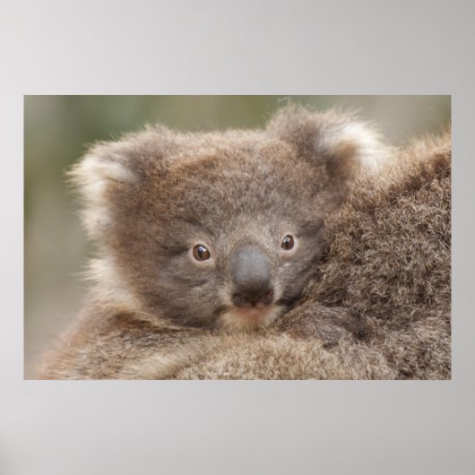 Baby Koala Poster (Vorne)