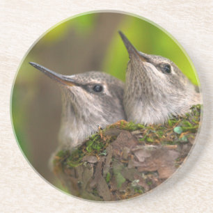 Baby Kolibris Getränkeuntersetzer