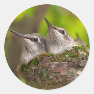 Baby Kolibris Runder Aufkleber